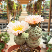🌼 C’est parti pour la magnifique floraison des Tephrocactus geometricus ! 😍
-
À partir de 19,95€ ! En magasin et eshop!📦
-
#tephrocactus #tephrocactusgeometricus #succulentes #succulovers #cactus #cactuslover #cactusoower #flowerpower