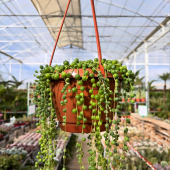 🪴Arrivage Senecio rowleyanus⚡️
-
Appelé aussi plante Collier de perles, on adore cette succulente aussi bien pour son graphisme que pour ses fleurs! 😍
-
En magasin et eshop: à partir de 6,95€
-
#senecio #succulents #succulover #cactus #lafermeauxcactus