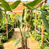 ⚡️PROMOOOO ! 🪴
-
Plante d’intérieur originale et facile d’entretien? On nomme l’Alocasia zebrina ! 
Ça tombe bien, ils sont en promo en moment! 
29,95€ ➡️ 19,95€ 
-
#alocasia #alocasiazebrina #indoorplant #plantesdinterieur #plantpower #plant #houseofplantlovers #plantoftheday #plantlover #plantbasedlife #lafermeauxcactus