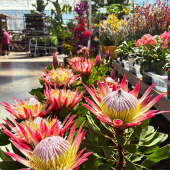 🌸Les protéas sont de retour 😍
-
En magasin à partir de 29,95€ 
-
#protea #africaplant #lafermeauxcactus