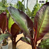 🌼Promos et arrivages de printemps! 🌸
-
Bananier rouge, Strelitzia augusta, rosiers, Yucca rostrata, agrumes, cactus, succulentes, plantes fleuries et plus en pépinière! 
-
#promo #lafermeauxcactus #pepinieredusud