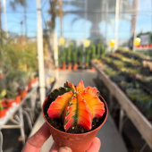 🌵Petites nouveautés et réassort! 
-
Gymnocalicium mihanovichii variegata: 29,95€
Hoya compacta variegata: 39,95€ 
Astrophytum myriostigma variegata: 29,95€
Euphorbia meloformis variegat: 19,95€ 
Echeveria Compton carousel: 29,95€
-
#cactus #cactusvariegata #cactuspower #cactuslove #cactusflower #cactusinstagram #cactusgardens #succulents #succulove #succulover #succuaddict #succugarden #succugram #succulentinspiration #lafermeauxcactus