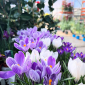 🌺La fête des grands-mères c’est ce dimanche 1er mars!🌷
-
Crocus, Narcisses, Alstroemerias, Orchidées, Dipladenias, Hibiscus, Géraniums, Bougainvilliers… et plus en pépinière!
-
#flowerpower #fetedesgrandsmeres #flower #lafermeauxcactus