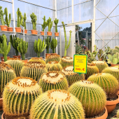 ⚡️Pluie de PROMO sur un large choix de cactus!💥
-
Echinocactus grusonii: 399,95€ ➡️249,95€
Stenocereus thurberi: 199,95€➡️129,95€
Agave desmetiana: 59,95€➡️36,95€
Crassula: 99,95€ ➡️79,95€
Aloe bainesi: 149,95€➡️99,95€
Lophocereus schotti: 119,95€ ➡️99,95€
Melocactus maxonii: 39,95€➡️29,95€
Et plus en magasin ! 
-
#cactus #cactuslover #cactuspower #lafermeauxcactus