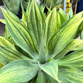 🌱Arrivage de petites beautés !😍
-
On adoooore la panachure de cet Agave attenuata et vous? 🌸
-
Disponible en magasin, 99,95€. 
-
⚠️ Stock limité ! 
-
#agave #agaveattenuata #agavevariegata #succulents #succulover #succulenta #succulentvariegated #succulentaddict #succulentlover #lafermeauxcactus