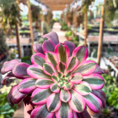 🌸Bel arrivage d’Aeoniums! 🌺
-
Medusa, Pink witch, Albo variegatum, fiesta, Kilimanjaro, Superbang, Firecracker, Ink painting, Blushing beauty et autres en pépinière! 
-
À partir de 9,95€
-
#aeonium #aeoniumarboreum #aeoniumcollection #aeoniumsforever #succulents #succulentlove #succulover #succulentsofinstagram #succulentgarden #succulentplant #succulentaddict #cactus #lafermeauxcactus