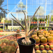 🌵ARRIVAGE d’une nouvelle petite rareté! 📸
-
Astrophytum caput-medusae!
Qui a des vu ces magnifiques fleurs?
-
😍Disponible dès maintenant en magasin et eshop!
🔹≈20cm:79,95€
-
#astrophytum #astrophytumrare #cactus #cactusflower #cactuspower #cactuslove #cactusclub #cactusinstagram #lafermeauxcactus