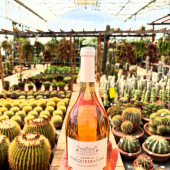 🌵CONCOURS SPÉCIAL FÊTE DES MÈRES❤️
-
Château Carqueiranne et La ferme aux cactus se réunissent avec un nouveau concours pour célébrer nos chers mamans!🍷🏰
-
🎁A gagner: une bouteille de rosé et un Semponium X destiny 
🎁Valeur du lot: 45€
-
🌵Pour participer il faut:
👉🏻LIKER ce post 
👉🏻SUIVRE @lafermeauxcactus et @chateaucarqueiranne 
👉🏻COMMENTER ce post en identifiant au moins 2 personnes 
-
Le (la) gagnant(e) sera contacté par Instagram.
-
🌵Fin du concours dimanche 25 mai 2025 à 18h! 🥳 
-
