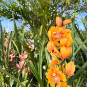 💐 Arrivage de Cymbidium! 
-
Aussi appelé "orchidée d’extérieur ", cette plante fleurit l’hiver et s’adapte aussi bien dedans que dehors sur la côte ! 
-
⚡️Promo 29,95€ !
-
#cymbidium #orchidee #flower #flowerpower #flowerphotography #flowerlover #pepinieredusud