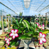 🌵Gros arrivage Adenium obesum, "rosé du désert"🌸
-
A partir de 9,95€
-
Disponible en magasin et eshop
-
#adenium #adeniumobesum #adeniumlover #adeniumlovers #rosedudesert #flower #flowers #flowerstagram #flowerpower #flowerphotography #flowermagic #cactus #succulent #succulentlove #succulentlover #succulentsofinstagram #pepinieredusud #lafermeauxcactus