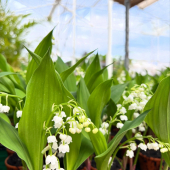 🌸Le muguet est arrivé! 🌼
-
2 brins à partir de 7,95€ ! 
Mais aussi pot de 7 brins et compositions dispos! 
-
#muguet #lafermeauxcactus #plantlife