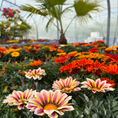 🌸Promos et arrivage!🌼
-
Gazanias et plantes fleuries: 5,95€ l’unité, 5 achetée = la 6° offerte
Rosiers: 24,95€ ➡️ 39,95€ les 2
Hibiscus: à partir de 17,95€
Dipladenias: à partir de 5,95€ 
Gardénias: 39,95€ ➡️promo 29,95€
Ficoides: 6,95€ l’unité ➡️ 19,95€ les 3
Bougainvilliers: à partir de 24,95€
Strelitzias augusta: -30% sur une sélection
Crassula: -20% sur une sélection
Aromates: 3,50€ l’unité, 5 achetée = la 6° offerte
Plants potager (tomates,poivrons,courgettes, framboises, fraises...) à partir d’1€ 
-
🏠La ferme aux cactus, 605 RD 559, 83320 Carqueiranne