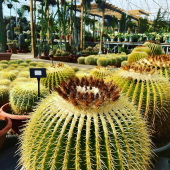 ⚠️ PROMOS ⚠️
-
🌵 Echinocactus grusonii 
- 
399,95€ —> 249,95€ 
249,95€ —> 149,95€ 
149,95€ —> 99,95€ 
-
#echinocactus #echinocactusgrusonii #coussindebellemere #cactus #cactuslover #cactuslove #cactusclub #cactusgarden #cactusflower #cactusinstagram #cactusworld #cactuscollection #succulents #plant #plantlover #lafermeauxcactus #carqueiranne