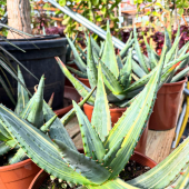 🌵Arrivage de beautés panachées!😍
-
Aloe ferox variegata! Stock limité! 79,95€
-
Disponible en pépinière uniquement!
-
#aloe #aloeferoxvariegata #cactus #succulents #lafermeauxcactus