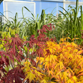 🌳Le printemps est arrivé, et les Érables du Japon aussi ! 🌼
-
Plusieurs variétés, plusieurs tailles, à partir de 29,95€! 
-
#erabledujapon #leafcolours #spring #lafermeauxcactus