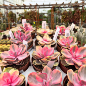 🌵ZOOM! 📸
-
Les Echeverias perle de Nuremberg rainbow sont de retour! 
-
🏠En magasin et eshop, 24,95€!
-
#succulent #succulents #succulentlover #succulentflower #echeveria #echeverialover #echeveriacollector #echeveriaperlevonnurnberg #echeveriarainbow #echeveriamania #echeverialove #succulentgarden #succulentarrangement #lafermeauxcactus