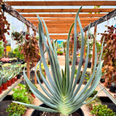 🪴On adoooooore le graphisme de cet Aloe plicatilis! Et vous? 😍
-
À retrouver en magasin et sur l’eshop, 29,95€!
-
#aloe #aloeplicatilis #succulent #lafermeauxcatus #cactus