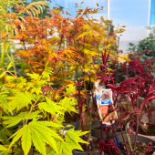 🍁Les érables japonais se réveillent! 😍
-
Disponible en magasin, à partir de 29,95€
-
#acer #acerpalmatum #acerorangedream #acerdissectum #acerdissectumgarnet #erablejaponais #spring #hellospring #springflowers #springcollection #lafermeauxcactus