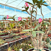 🌸 C’est parti pour la saison des Adeniums!
-
Plusieurs tailles, plusieurs couleurs, disponibles en magasin et eshop! 🌼
-
À partir de 12,95€
-
#adenium #adeniumlovers #adeniumflower #adeniumbonsai #adeniumobesum #succulents #succulenta #succulovers #succuaddict