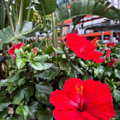 🌸 La fête des mères c’est le dimanche 25 mai! 
-
Hibiscus, Roses du désert, frangipaniers, Medinillas, compositions de fleurs séchées, compositions de succulentes, cactus fleuris, bougainvilliers, Strelitzias et bien d’autres à retrouver en pépinière ! 🌵
-
Adresse: 
La ferme aux cactus 
605 RD 559
83320 Carqueiranne 
-
#flower #flowerpower #succulent #succulentaddict #cactus #cactusflower #fêtedesmères #happymothersday