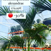 🔴PROMOS! ⚠️ 
-
Jusqu’à -30% sur une sélection de plante! 
(Voir les plantes marquées en magasin, dans la limite du stock disponible)