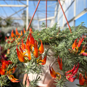 📸 ZOOM! 🦜
-
Arrivage de Lotus berthelotii! (plante bec de perroquet) 
-
Fan de plantes couvre sol ou de rocaille, soleil, mi ombre, résistant aux embruns, floraison tout le printemps? cette plante est faite pour vous 😍
-
Dispo en pépinière à partir de 19,95€ 
-
#lotus #lotusberthelotii #planteperroquet #plants #plantbased #houseofplantlovers #plantlover #flower #flowerpower #flowersofinstagram #flowergram #flowerdesign #flowerlove #flowergarden #lafermeauxcactus