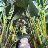 🌴Les Strelitzias géants sont de retour! 🪴
-
≈350/400cm: à partir de 199,95€ 
-
#strelitzias #strelitzia_flower #strelitziaaugusta #strelitziapower #strelitzialeaf #plant #plantpower #plantbased #plantsofinstagram #plantsmakepeoplehappy #plantlovers #plantlove #lafermeauxcactus