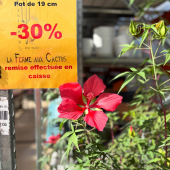 🌿PROMOTIONS !‼️
-
Jusqu’à -40% de réduction en magasin sur de nombreux palmiers, plantes vertes et agrumes ! 
-
🏡Adresse: la ferme aux cactus
605 RD 559 
83320 Carqueiranne