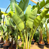 🌴NOUVEAUTÉS ET ARRIVAGE!🌵
-
-Strelitzias augusta: à partir de 79,95€
-Frangipaniers: à partir de 29,95€ 
-Archontophoenix alexandrae: à partir de 49,95€ 
-Hibiscus des marais: 29,95€
-Euphorbia ingens: à partir de 49,95€
-Agave attenuata: à partir de 29,95€
-Euphorbia lactea: 24,95€
-Euphorbia mayurnathanii: 29,95€