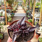 🌵Lenophyllum guttatum variegata 😍
-
Nouvelle pépite en magasin et eshop 🏡✉️
-
#cactus #cactuslover #cactuslove #cactusgarden #succulents #succulentobsession #succulentlover #succulover #succuaddict #succulentsofinstagram #pepinieredusud #lafermeauxcactus