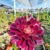 🌸Aeonium Friday! 🍃
-
Medusa, mardi gras , atropurpureum, florescens, hierrense, schwarzkopf, sunburst… 
- 
A partir de 7,95€ en magasin et eshop! 
-
#aeonium #aeoniumarboreum #aeoniumsforever #aeoniumlover #aeoniumcollection #aeoniumofinstagram #succulents #succulentlover #succulove #succulovers #succuaddict #succulentgarden #succulentloversofinstagram #lafermeauxcactus