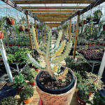 ⚡️BLACK FRIDAY ⚡️
-
Tous les Euphorbias white ghost sur le site sont à 39,95€! 
-
🌵
-
#euphorbe #euphorbia #euphorbiawhiteghost #succulentes #cactus #cactuspower #succulents #succulovers #cactuslove #cactusclub #succulentgarden #succulentobsession #succulentaddict #cactusaddict #plantlife #plantlove #plantcollection #pepinieredusud #carqueiranne #france