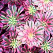 🪴On commence l’année avec les Aeoniums! 😍
-
Team medusa ou Team pink witch? 🌸
Dites le nous en commentaires!👇🏻
-
À retrouver aussi, Aeonium emerald ice, medal bronze, firecracker, ink painting… 
-
#aeonium #aeoniummedusa #aeoniumpinkwitch #cactus #succulents