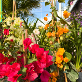 🪻Arrivage de plantes fleuries !🌼
-
Bougainvilliers, Echium, Dimorphotecas, Muffliers, Hardenbergias et d’autres en pépinière! 
-
#flower #flowerpower #flowerphotography #flowerlover #flowerstagram #flowergarden #plant #plantlove #plantsmakepeoplehappy #plantsofinstagram
