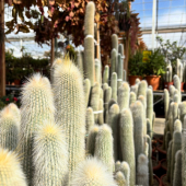🌵La ferme aux cactus vous souhaite un bon week end! 🌱
-
#cactus #cactuslover #cactuscollection #cactusphoto #cactusinstagram #cactuspower #cactusworld #cactuscollector #cactusgarden #cactusplant #lafermeauxcactus #carqueiranne #france