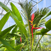 📸 ZOOM du jour! 😍
-
Les Héliconias schiedeana sont de retour en magasin! 
-
Appelé aussi balisier des Caraïbes, ce mélange de Canna géant et Strelitzia, à la fois rustique et persistant sous nos latitudes, c’est la plante parfaite pour un coin tropical au jardin!
-
🔸Hauteur max: 2m50/3m
🔹Exposition: Soleil/ Mi ombre
🔸Rusticité: -10°C
🔹Prix pépinière: à partir de 79,95€ 
-
#heliconia #heliconiaschiedeana #balisier #balisierdescaraïbes #plant #plantpower #houseofplantlovers #flower #flowerpower #flowersofinstagram #flowergram #lafermeauxcactus