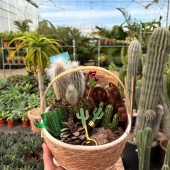 🌵Découvrez la BOX cactus pour les fêtes! 
-
Dites lui avec des cactus, à partir de 19,95€! 
-
🎁La box peut contenir au choix: un mini cactus, un porte clé, un limonadier, des aimants, une bougie, un shooter et plein d’autres surprises ! 
-
#cactus #cactuslover #cactusclub #cactuspower #cactusinstagram #cactuscactus #lafermeauxcactus