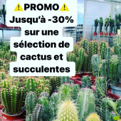 ⚠️PROMOTIONS🌵
-
🔸-30% sur un large choix de cactus 
🔸lot de 10 cactus ou plantes grasses (pot de 10,5cm): 39,95€
🔸Adenium obesum (pot de 10,5cm): 9,95€ 
🔸Lewisia (pot de 14cm): 17,95€ le lot de 3
- 
Et plus en magasin !!🏡
-
Adresse: La ferme aux cactus
605 RD 559 
83320 Carqueiranne