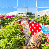 🌻 CONCOURS DE PÂQUES TERMINÉ🐣

🎁A gagner: Une fougère Davallia pattes de lapin, un lapin au chocolat et une guirlande étanche faites par les petites mains de @amendone.creations! Le tout pour une valeur de 40€. 
-
🌸Pour participer il faudra: 
👉🏻LIKER ce post 
👉🏻SUIVRE @lafermeauxcactus et @amendone.creations 
👉🏻COMMENTER ce post en identifiant 2 personnes 
-
Le (la) gagnant(e) sera contacté par Instagram.
-
🌼Fin du concours lundi 6 avril 2026 à 18h! 
-
🙏🏻 Bonne chance à tous! 
-
#concours #paques #easter #lafermeauxcactus