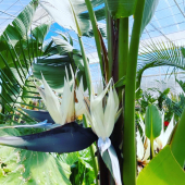 ⚠️PROMOTION🌿
-
Sur une sélection de strelitzia augusta ! 
🔸≈250cm: 199,95€ ➡️149,95€
-
#strelitzia #strelitzianicolai #strelitzia_flower #strelitziaaugusta #flower #flowerphotography #tropical #tropicalplants #plants #plant #plantlover #pepinieredusud #lafermeauxcactus #carqueiranne