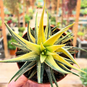 🌵Les couleurs de cet Haworthia attenuata variegata😍
-
A partir de 14,95€ en magasin et eshop! 
-
#haworthia #haworthialover #succulents #succulover #lafermeauxcactus