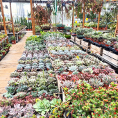 🪴Gros arrivage de plantes grasses! 🌿
-
Echeverias, Portulacarias, Crassulas, Aeoniums et plus en pépinière !
-
#succulents #succulove #succulentlover #succulentsofinstagram #succulentgarden #succulentobsession #succulentcollection #lafermeauxcactus #carqueiranne
