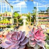 🌸Nouveau duel en préparation pour les Echeverias perle de Nuremberg ! 
-
Les deux sont incroyables, mais ici vous êtes plus qu’elle team? 😱
-
#succulentaddict #succulover #echeveria #lafermeauxcactus actus