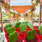 🌸Demain c’est la saint Valentin 💘 
-
Hoyas, Cymbidiums, Orchidées, Tillandsias, Hardenbergias, Arums… et plus à retrouver en pépinière! 
-
#valentinesday #flower #flowerpower