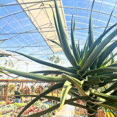 🌵 Bel arrivage d’Aloe bainesii! 
-
À partir de 99,95€!
-
#aloe #aloebainesii #aloeplant #aloeflower #succulent #succulove #succulover #succulent_obsession #succulenta #succulentlife #succulentplant #succulentgarden #lafermeauxcactus