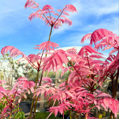 🌿L’arbre du jour: Cedrela sinensis flamingo! 🦩 
-
Aussi appelé Acajou de Chine ou arbre à salade, cet arbre aux jeunes feuilles rose vif s’adapte parfaitement dans notre région 😍
-
🔸Rusticité: -15ºC
🔹Feuillage: caduc 
🔸Sol : drainant, légèrement acide
-
À découvrir en pépinière! 
-
#cedrela #cedrelasinensis #cedrelasinensisflamingo #chine #china #chinatree #tree #treephotography #plant #plantlivestyle #plantloversofinstagram #plantlover #plants #plantmakepeoplehappy #lafermeauxcactus
