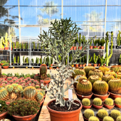 📸ZOOM DE LA SEMAINE🌵
-
Qui connaît ici l’Euphorbia stenoclada? 
-
Une vraie succulente aux allures de corail 😍
À l’intérieur ou à l’extérieur sous nos latitudes, dispo en magasin et eshop à partir de 49,95€! 
-
#succulent #succulover #succulovers #succulants #succulentgarden #succulentaddict #succulent_obsession #cactus #cactuslover #cactusclub #cactusaddict #lafermeauxcactus