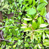 🪴Bel arrivage d’Hoyas!😍
-
Wayetti, carnosa, bella, mathilde… 
-
A retrouvez en magasin à partir de 14,95€🌿
-
#hoya #hoyaplant #hoyacollection #hoyalovers #hoyaflower #hoyaobsession #hoyabloom #plant #plant #plantlover #pepiniere #lafermeauxcactus