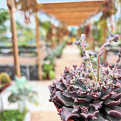 🌸 NEW ! 😍
-
Une nouvelle petite rareté fait son apparition! 
-
"Graptoveria starfire "🔥
-
Le croisement parfait d’un Graptopetalum et d’un Echeveria! On l’adore déjà! 
-
Dispo en magasin et eshop, 12,95€
-
#graptoveria #succulents #lafermeauxcactus