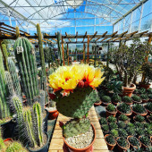 🌼Amazing Opuntia Santa Rita’s flowers 😍
-
🔸≈30cm: 24,95€
-
Disponible en magasin et eshop
-
#opuntia #opuntiasantarita #flower #flowers #cactusflower #cactusflowers #cactus #cactuslover #cactusaddict #cactuslove #cactusgarden #cactusofinstagram #cactusplant #cactusphotography #garden #pepinieredusud #lafermeauxcactus #france